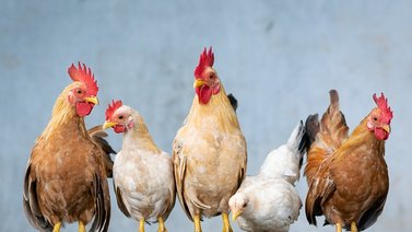 Perseguía a sus pollos y descubrió algo asombroso