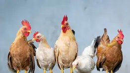 Perseguía a sus pollos y descubrió algo asombroso