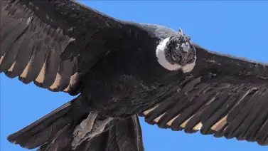 ¡Indignante! Especie en peligro de extinción es arrastrada en un desfile (+Video) ¡Indignante! Especie en peligro de extinción es arrastrada en un desfile (+Video)