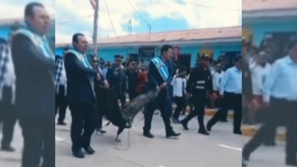 ¡Indignante! Especie en peligro de extinción es arrastrada en un desfile (+Video)