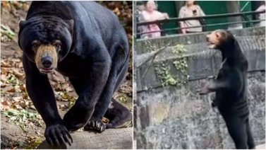¡Todo por un simple video! Zoológico aumenta sus visitas desde que se hizo viral un oso con aspecto humano