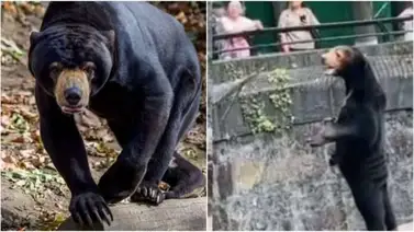 ¡Todo por un simple video! Zoológico aumenta sus visitas desde que se hizo viral un oso con aspecto humano ¡Todo por un simple video! Zoológico aumenta sus visitas desde que se hizo viral un oso con aspecto humano