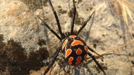 ¡Qué peligro! Niño se deja picar por una viuda negra para convertirse en Spider-man