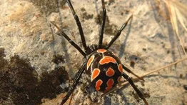 ¡Qué peligro! Niño se deja picar por una viuda negra para convertirse en Spider-man