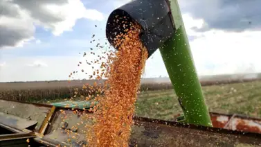 Entidad llanera incrementa producción agrícola (+Detalles) Entidad llanera incrementa producción agrícola (+Detalles)