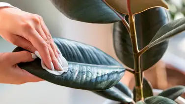 Con este ingrediente milagroso tendrás un jardín frondoso Con este ingrediente milagroso tendrás un jardín frondoso