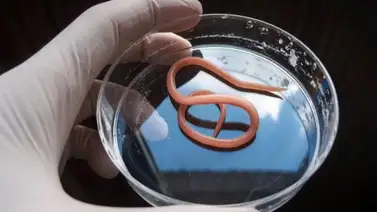 Insólito: Pueden revivir unos gusanos congelados hace más de 40 mil años Insólito: Pueden revivir unos gusanos congelados hace más de 40 mil años