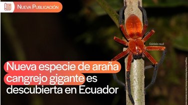 Descubren una nueva especie de araña cangrejo gigante