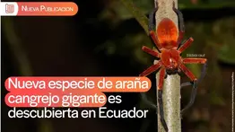 Descubren una nueva especie de araña cangrejo gigante