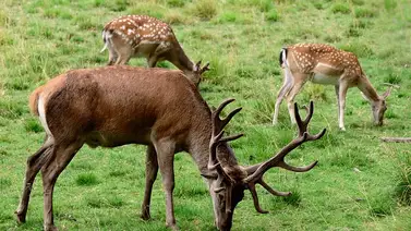 ¡Una belleza! Así se resguardan estos animales de la lluvia en Japón (+Video) ¡Una belleza! Así se resguardan estos animales de la lluvia en Japón (+Video)