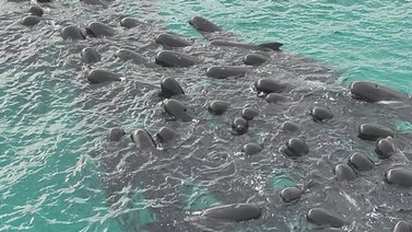 ¡Lamentable! Sacrifican a ballenas pilotos varadas en una playa