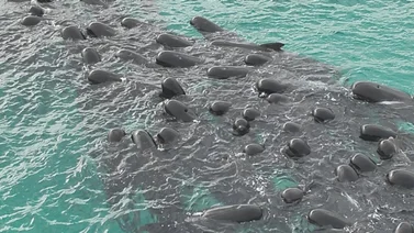 ¡Lamentable! Sacrifican a ballenas pilotos varadas en una playa