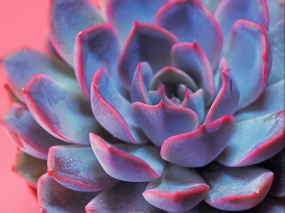 ¿Sabías que puedes cambiar el color de tus suculentas?