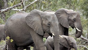 ¡Una ternura! El gesto de un elefante como agradecimiento (+Video)