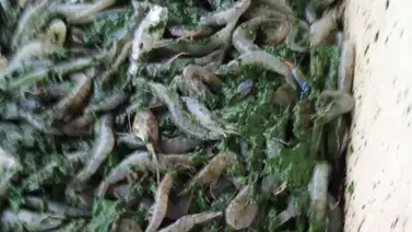 Piden sanciones para los responsables del verdín del Lago de Maracaibo Piden sanciones para los responsables del verdín del Lago de Maracaibo