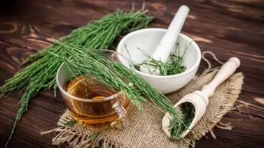 Cola de caballo para tratar infecciones urinarias Cola de caballo para tratar infecciones urinarias