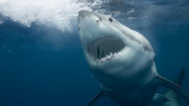 Ingesta de cocaína podría afectar el comportamiento de los tiburones: Sepa más