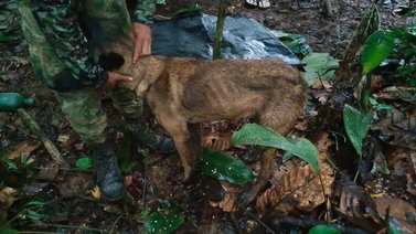 ¿Encontraron a Wilson? Esto informó el Ejército colombiano