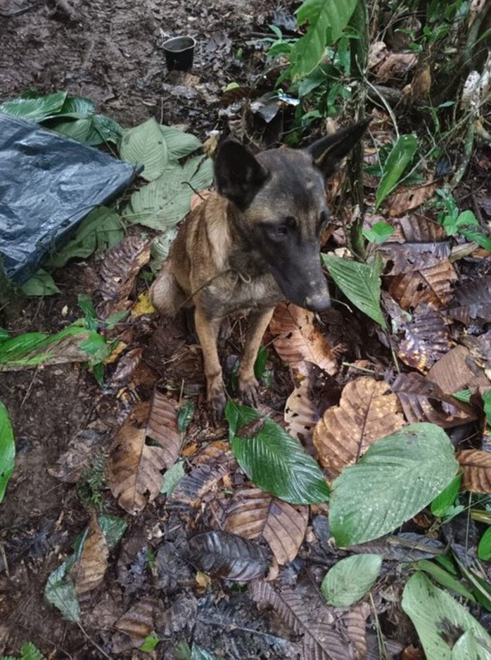 ¿Encontraron a Wilson? Esto informó el Ejército colombiano