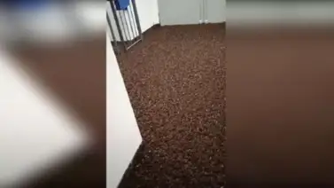 Una plaga de grillos invadió un hospital Una plaga de grillos invadió un hospital