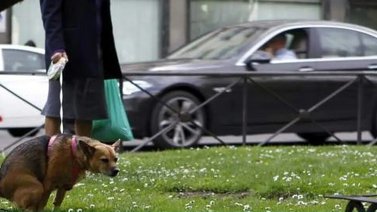 En esta ciudad multarán a quienes no recojan los desechos de sus mascotas