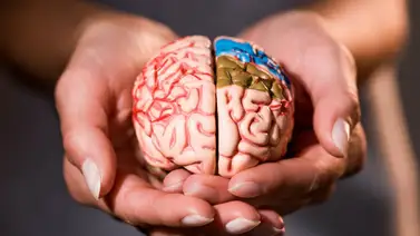 Hábitos que ayudan a cuidar el cerebro Hábitos que ayudan a cuidar el cerebro