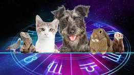 ¿Sientes afinidad por los animales? ¿Será por tu signo?