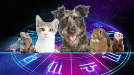 ¿Sientes afinidad por los animales? ¿Será por tu signo?