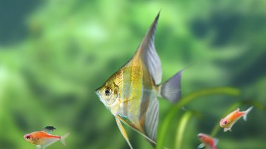 Peces de agua dulce ideales para tu pecera