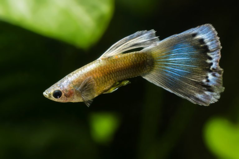 Peces de agua dulce ideales para tu pecera Peces de agua dulce ideales para tu pecera