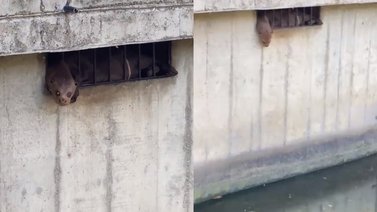 Usuarios en redes manifiestan preocupación por condiciones de animales en Parque del Este