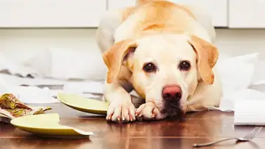 El estrés en los perros: Aprende a identificarlo El estrés en los perros: Aprende a identificarlo