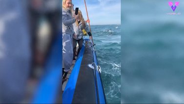 Momento en que un tiburón desinfla un barco de un mordisco (+Video)