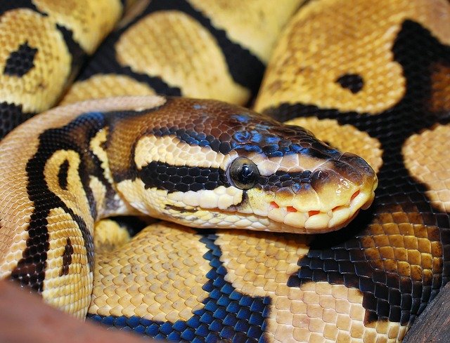 Hombre luchó contra una pitón que le mordió los testiculos en Tailandia Hombre luchó contra una pitón que le mordió los testiculos en Tailandia