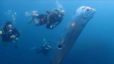 Graban al "pez del fin del mundo" en las costas de Taiwán