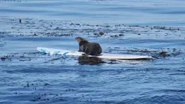 ¡Viral! Nutria marina le roba la tabla a un surfista