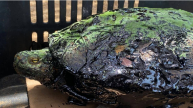 Rescatan una tortuga llena de petróleo (+Fotos)