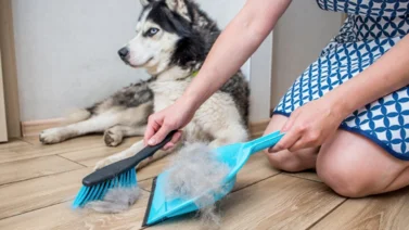 Ya no más pelos de perro por toda la casa. Entérate cómo