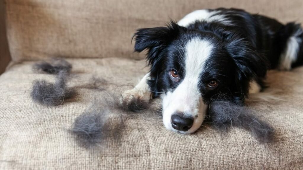 Ya no más pelos de perro por toda la casa. Entérate cómo