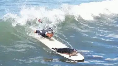 ¡Sensacional! Conoce a Sammy la foca acompañante de los surfistas (+Video) ¡Sensacional! Conoce a Sammy la foca acompañante de los surfistas (+Video)