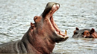 ¡De terror! Hipopótamo ataca y deja herido a un niño cuando nadaba