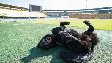Conozca a Tony Camacho, el perrito guardián de este estadio en Colombia Conozca a Tony Camacho, el perrito guardián de este estadio en Colombia