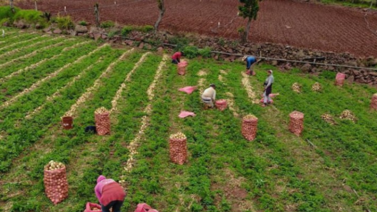 Agricultores de Los Andes contarán con apoyo para suministro de Combustible: Esta será la modalidad