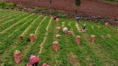Agricultores de Los Andes contarán con apoyo para suministro de Combustible: Esta será la modalidad Agricultores de Los Andes contarán con apoyo para suministro de Combustible: Esta será la modalidad