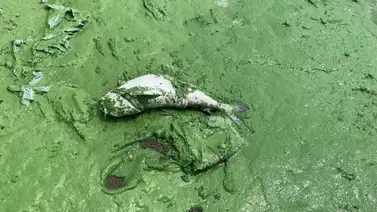 Una bacteria verde contamina el Lago de Maracaibo Una bacteria verde contamina el Lago de Maracaibo
