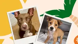 ¿Te imaginas ver la cara de tu mascota en una etiqueta de vino?