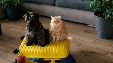 Estos son los requisitos para el ingreso de mascotas al país