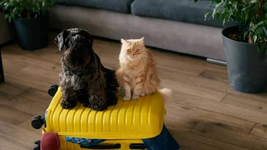 Estos son los requisitos para el ingreso de mascotas al país