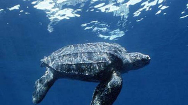 Proteccionistas atendieron a tortuga cardón gigante (+Foto)
