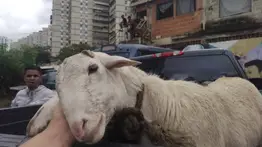 Trasladan animales maltratados a Zoológico de Caricuao